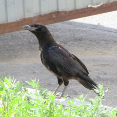 Corvus frugilegus