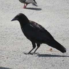 Corvus frugilegus
