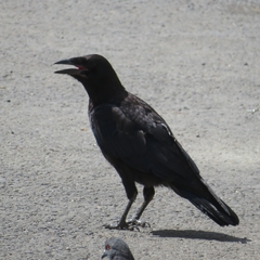 Corvus frugilegus