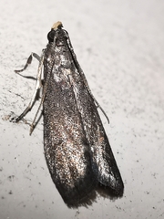 Eccopisa effractella