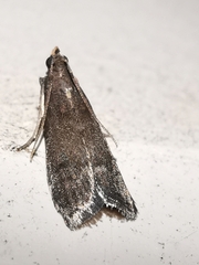 Eccopisa effractella