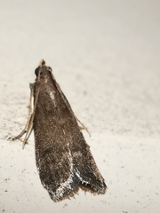 Eccopisa effractella