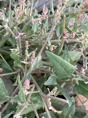 Atriplex laciniata