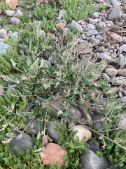 Atriplex laciniata