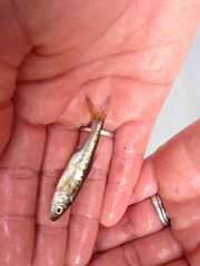 Semotilus corporalis