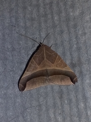 Pseudophisma aeolida