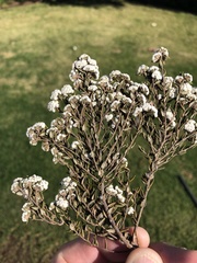 Phylica diffusa diffusa