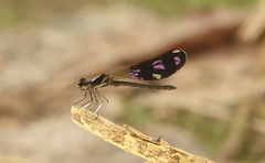 Aristocypha fenestrella