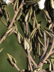 Phylica diffusa diffusa