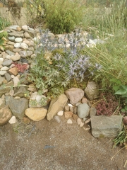 Eryngium amethystinum