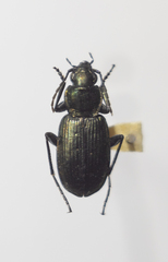 Agonum ericeti