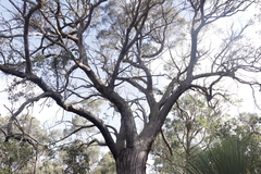 Eucalyptus macrorhyncha