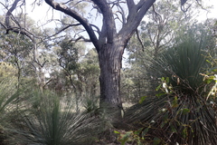 Eucalyptus macrorhyncha