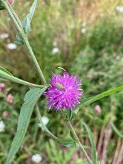 Oncotylus viridiflavus