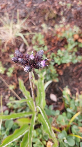 Image of Tilesius’ Saw-Wort (Saussurea pseudotilesii) by (c) Lena Perova, some rights reserved (CC BY)