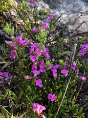 Indigofera sp11