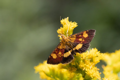 Pyrausta falcatalis