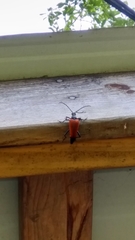 Stenelytrana emarginata