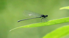 Onychargia atrocyana