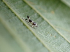 Eupterycyba jucunda