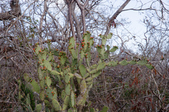 Tacinga palmadora