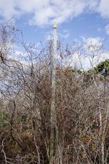 Stephanocereus leucostele