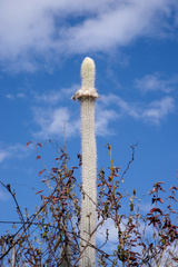 Stephanocereus leucostele