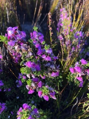 Indigofera sp11