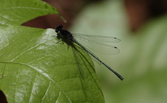 Onychargia