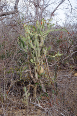 Tacinga palmadora