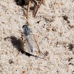 Acrosathe annulata
