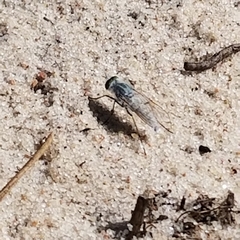 Acrosathe annulata