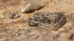 Bitis cornuta