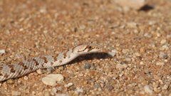 Dipsina multimaculata