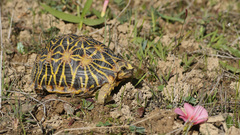 Psammobates geometricus