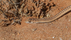 Psammophis leightoni