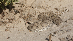 Bitis schneideri
