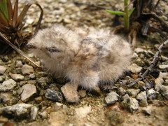 Chordeiles acutipennis