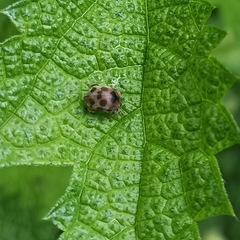 Epilachna tredecimnotata