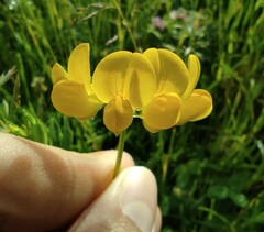 Fabaceae