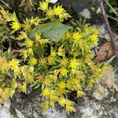 Sedum multicaule