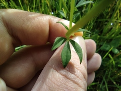 Fabaceae