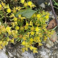 Sedum multicaule