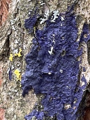 Terana