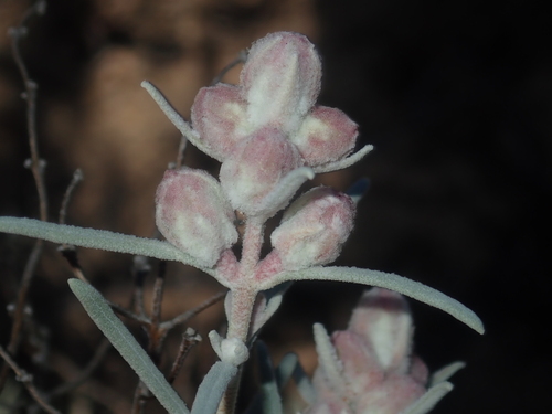 Image of Lachnostachys eriobotrya by (c) Thomas Mesaglio, some rights reserved (CC BY)