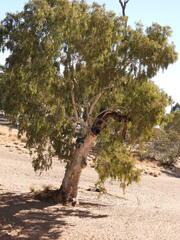 Eucalyptus camaldulensis arida