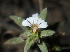 Scaevola canescens