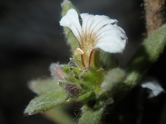 Scaevola canescens