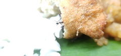Pheidole spathifera