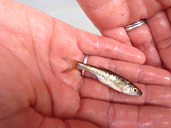 Semotilus corporalis